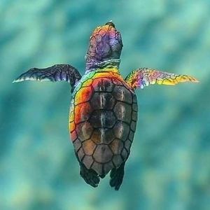 Meet your Posher, Gidget